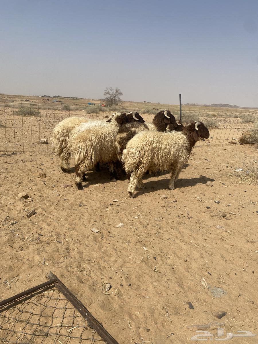 بهم نعيم جذعان جبره64581732414337112