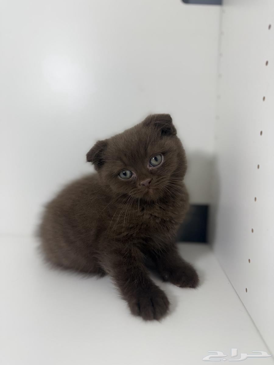 قط ذكر سكوتش فولد شوكلت مسجل64585955483010110