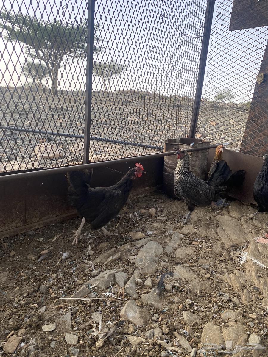 تم البيع الله يبارك لرعيه64584897769603111