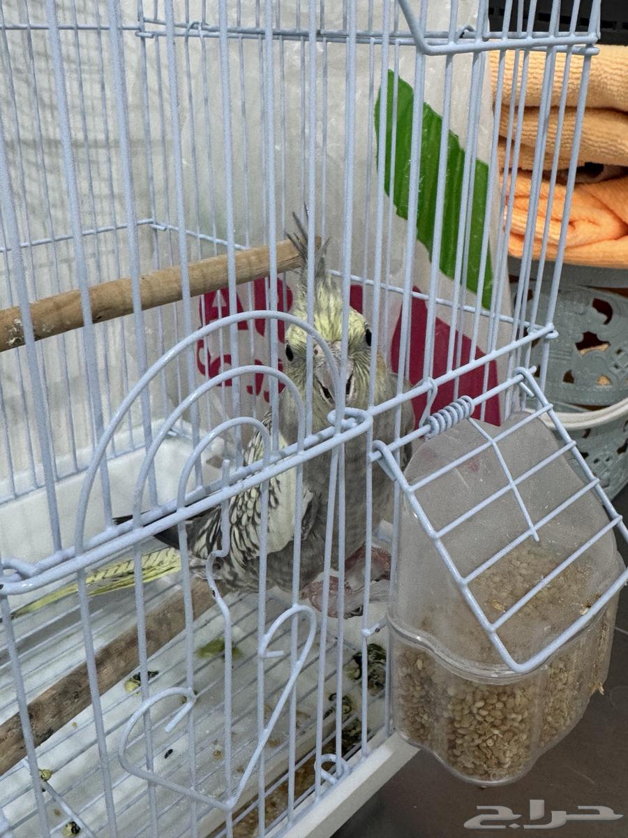 إعلان بيع طير كوكتيل العمر صغير64586787287809110