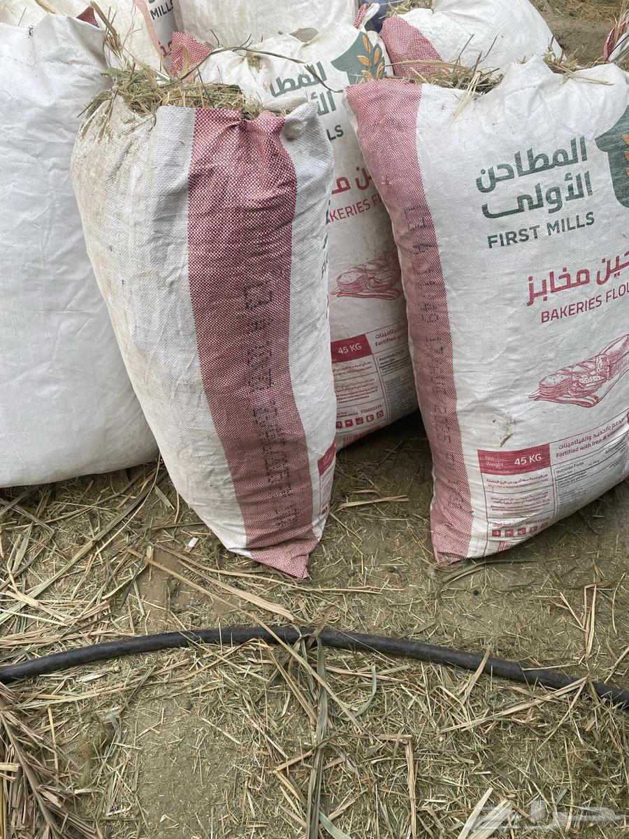 علف من المزرعه64581593886465110