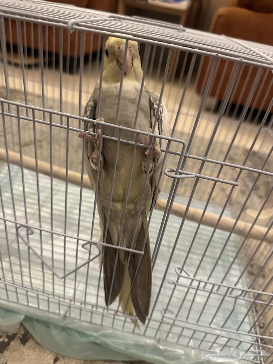 كروان كوكتيل64581759571073111