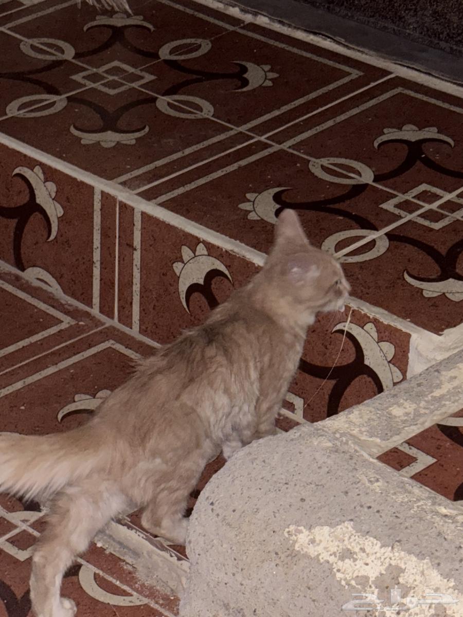 بسه للبيع با 1564586164717699110