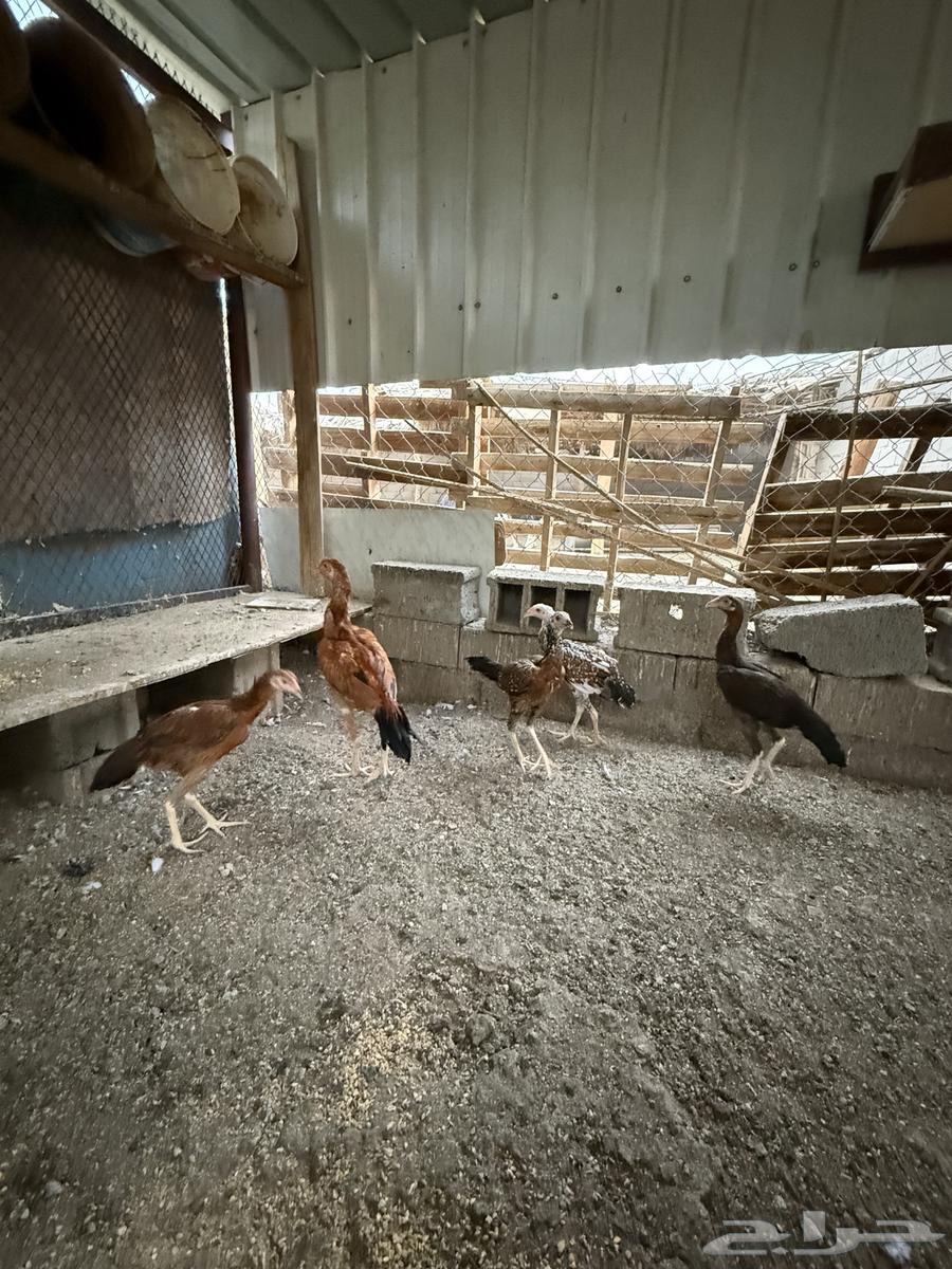 فروخ سندي نسل غبشان64582048650497112