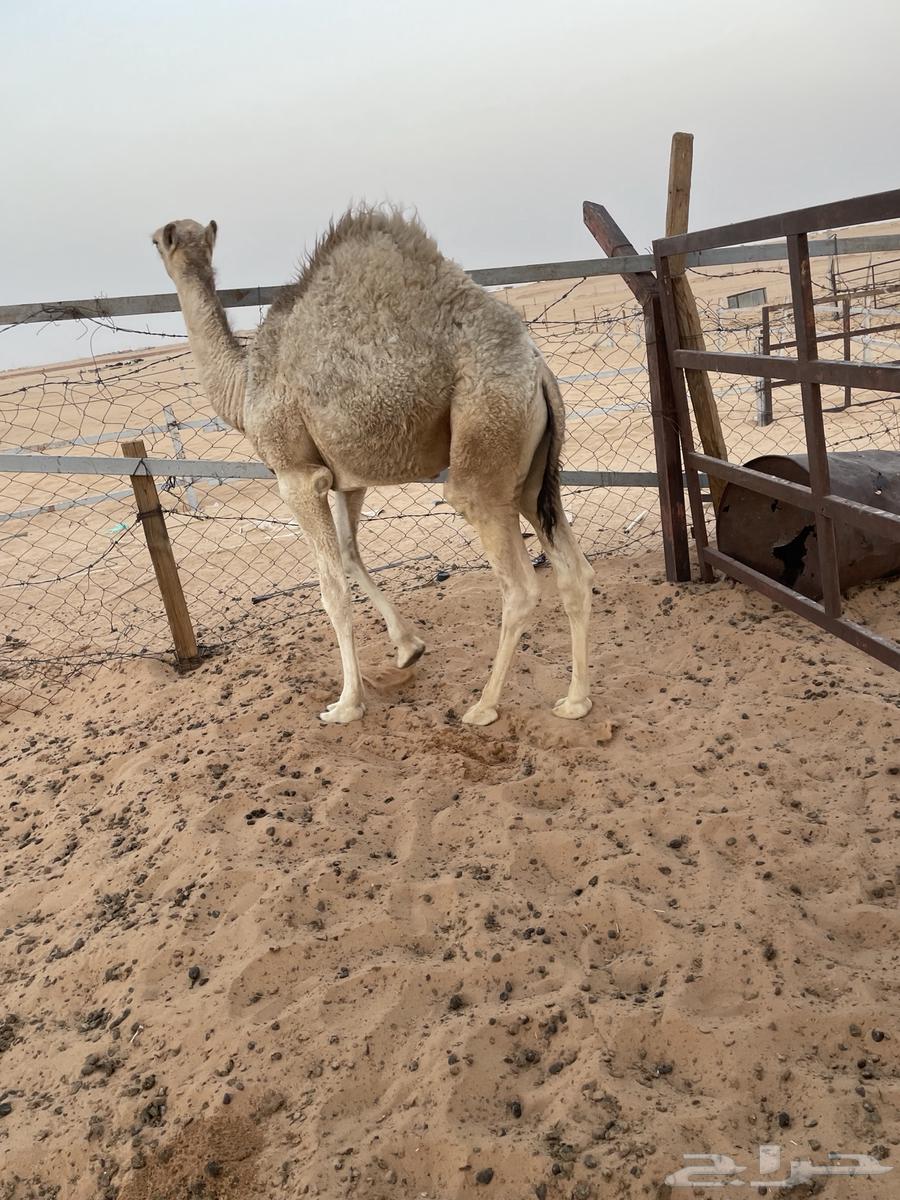 Sitting64580758587905111