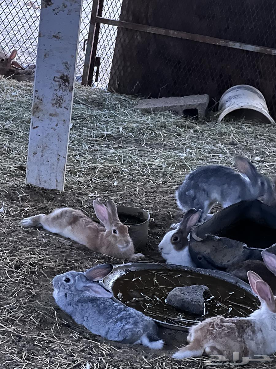 أرانب بلدي64574818652033113