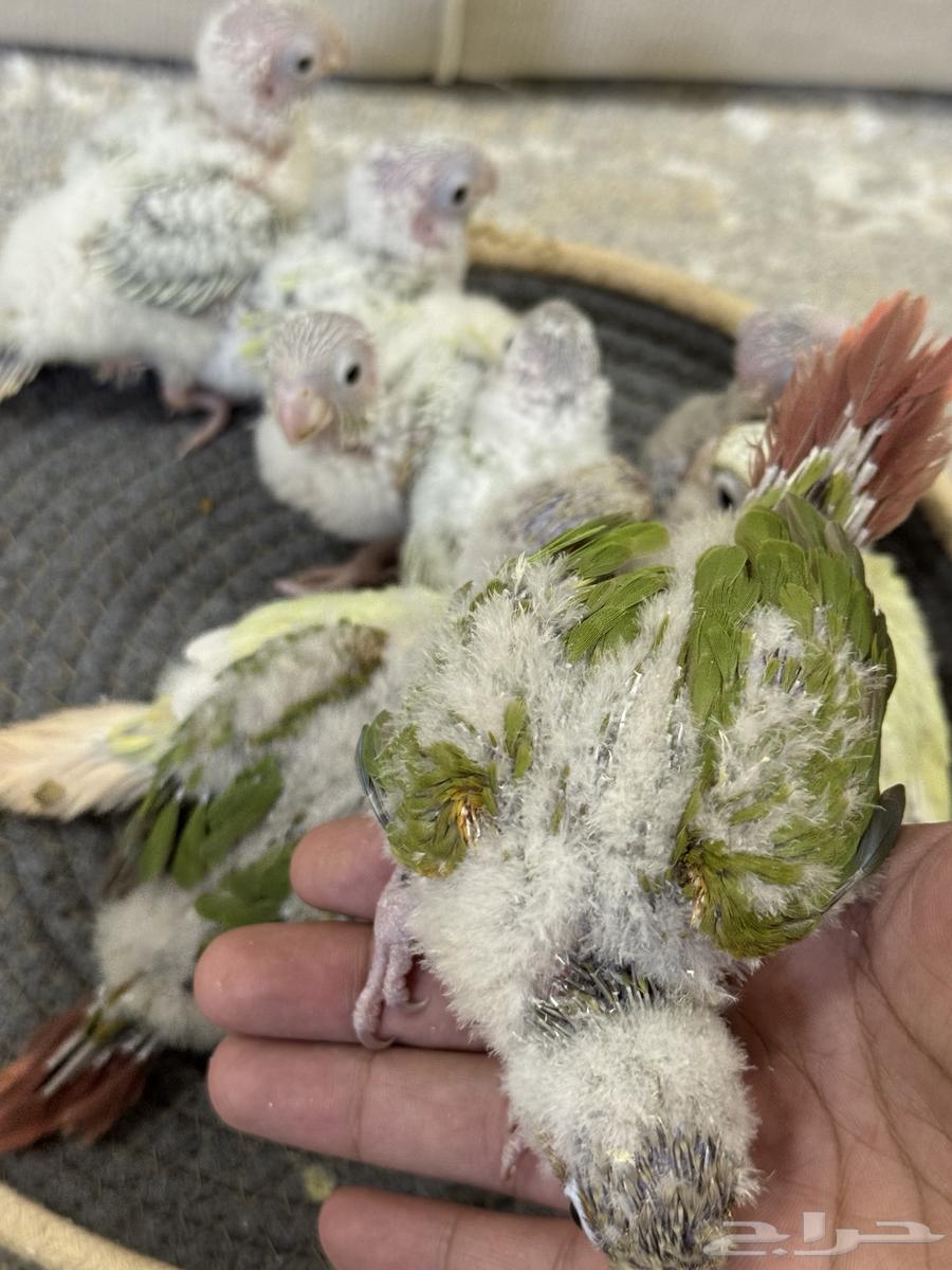 فروخ كنيور تم البيع جميع64584602872578113