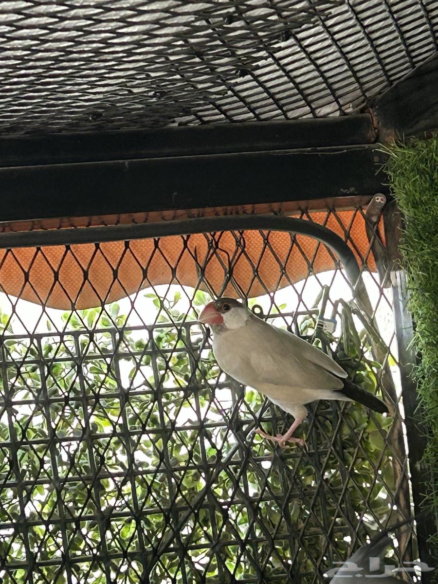 طيور الجاوا64583443530499111