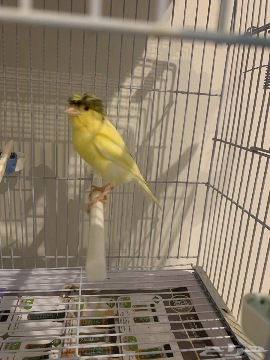 انثى كناري سوري بكريا اول جهوزها(تم البيع )64586899199106110