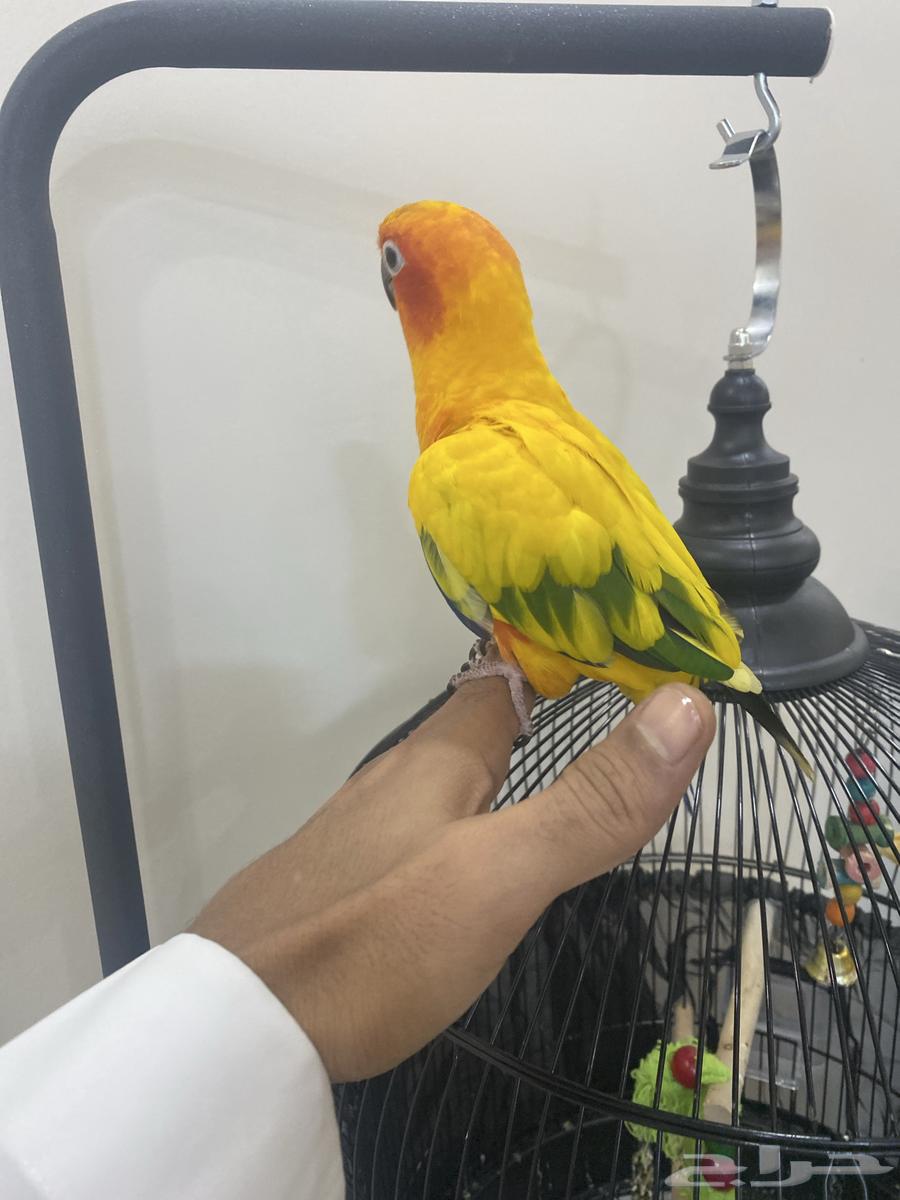 ببغباء كنيور صن64582131911554111