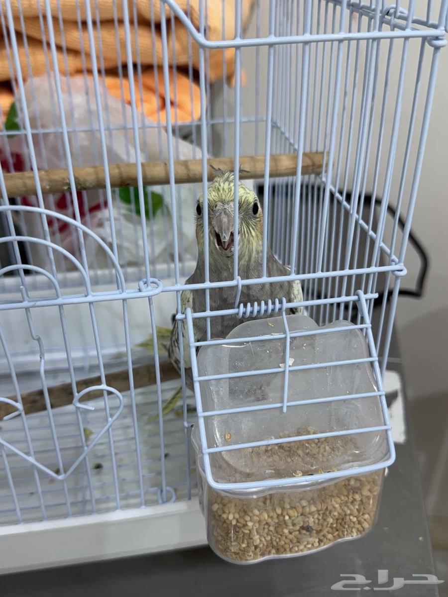 إعلان بيع طير كوكتيل العمر صغير64586787287809112