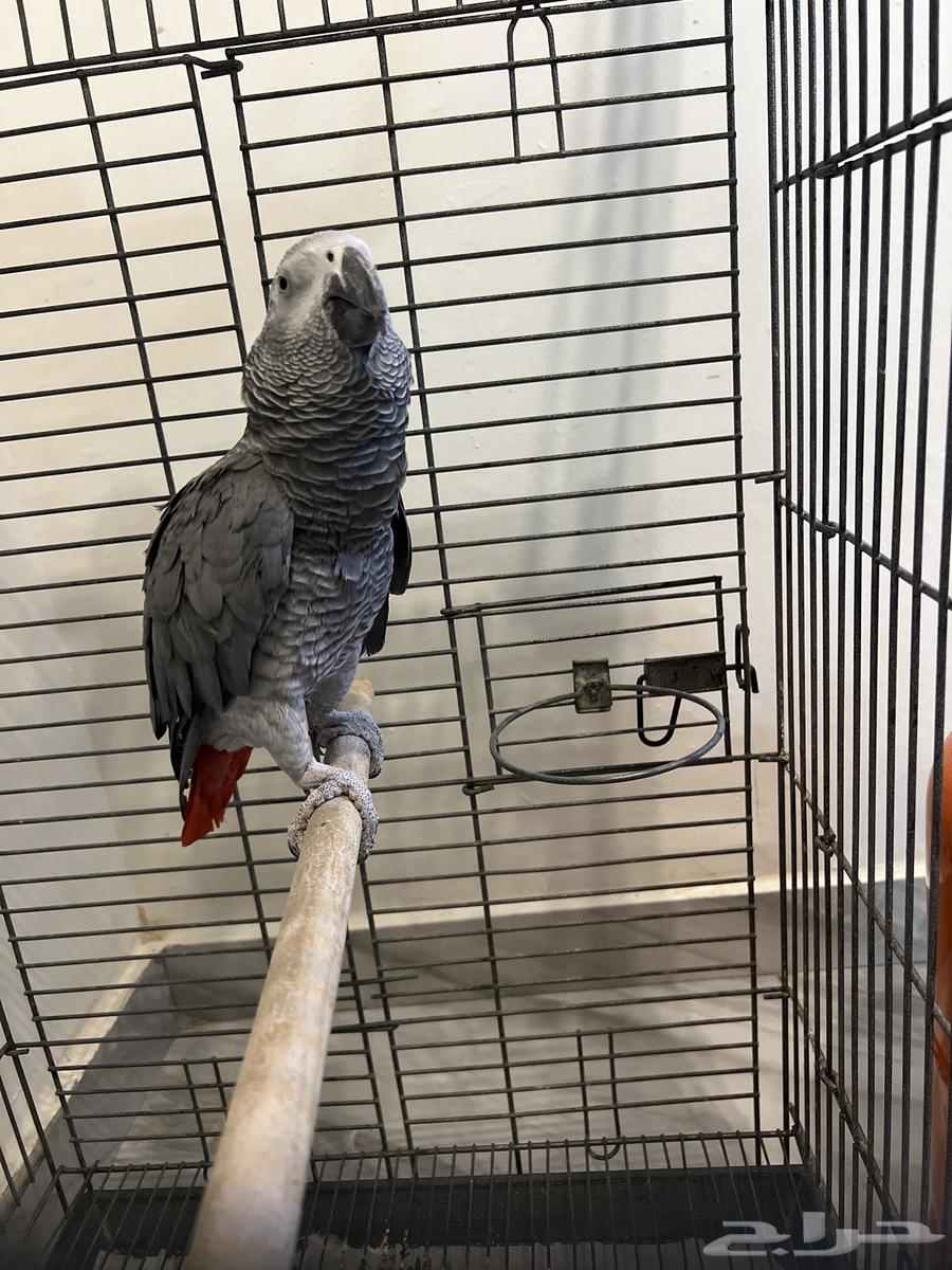 طيور للبيع64582284267907113