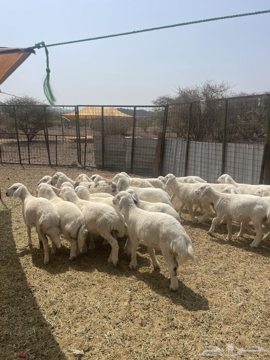 طليان ( تم البيع )64582841090050113