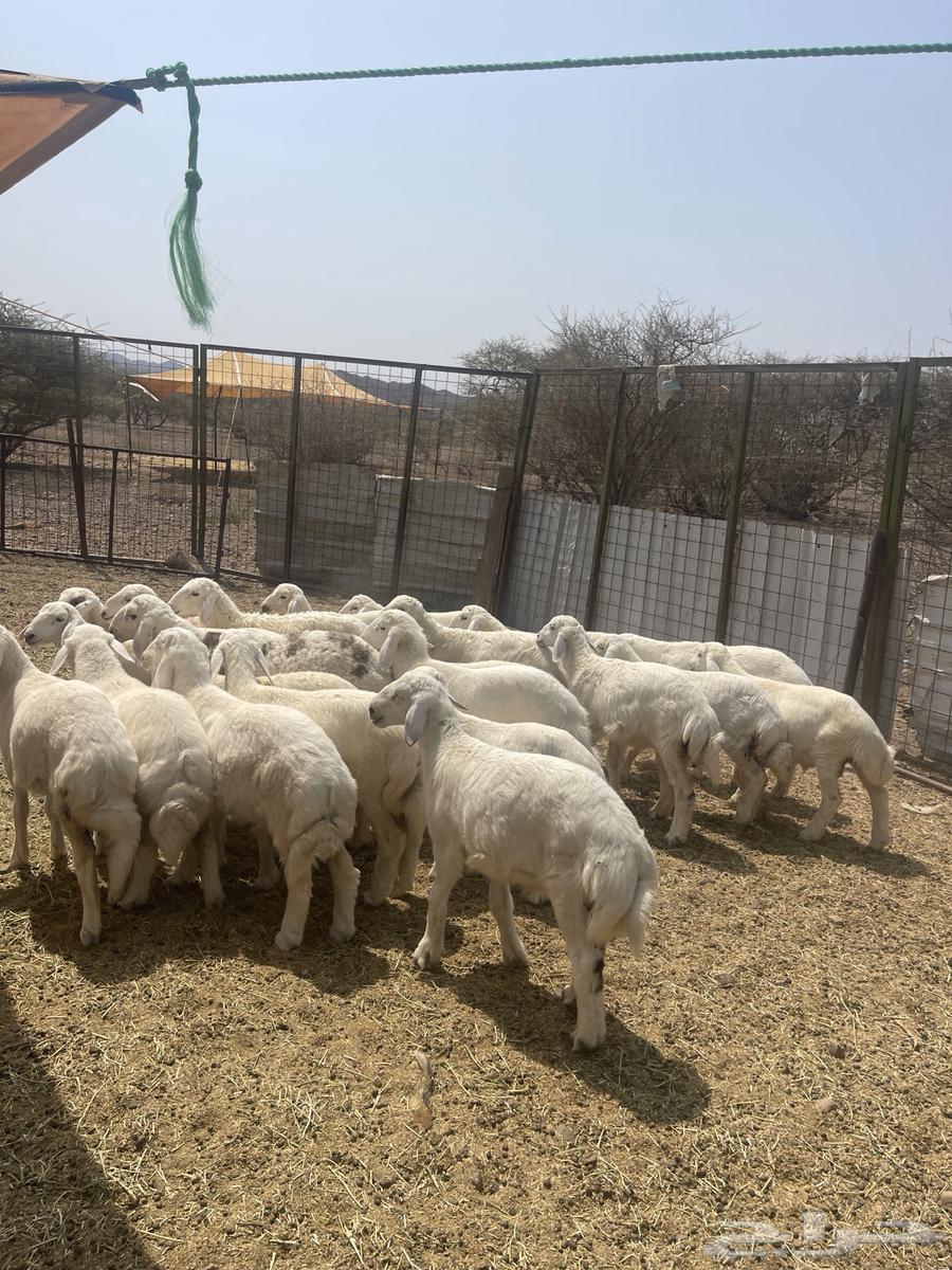 طليان ( تم البيع )64582841090050112