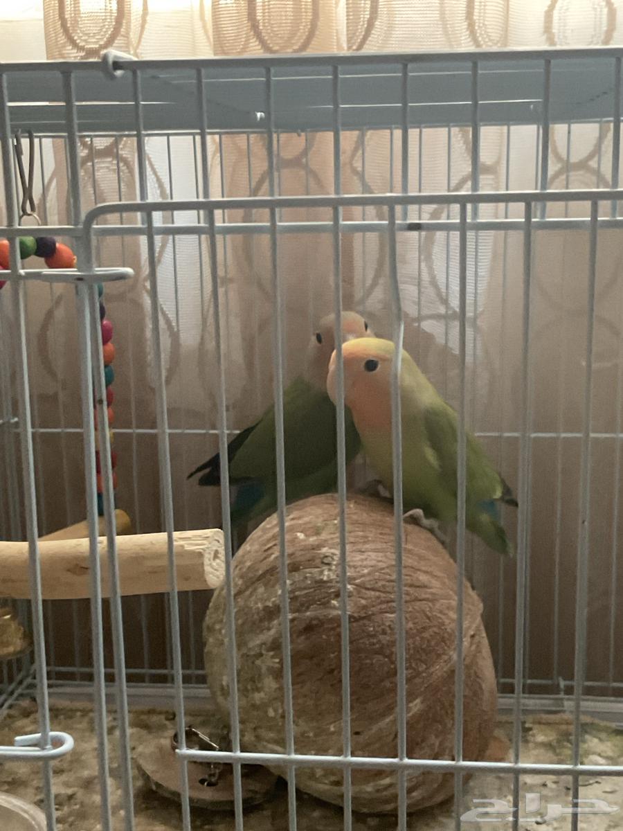 عصافير الروز  للزينه64582357620226112