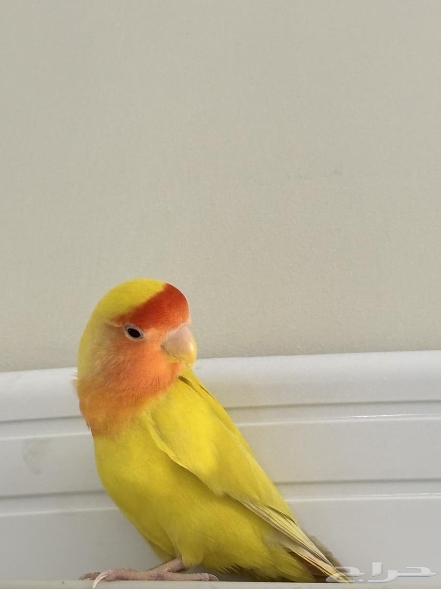 طير روز64581525204865113