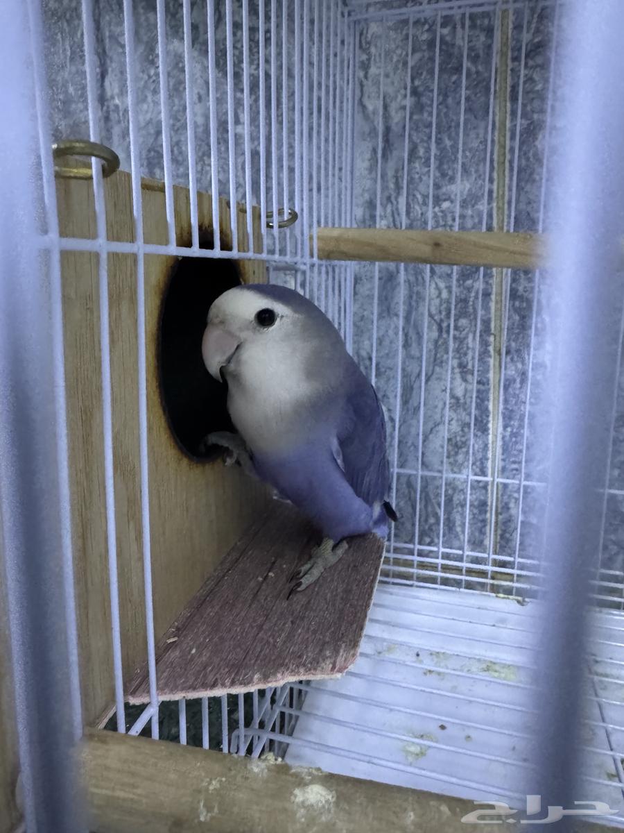 Birds of the Day64586526673923112