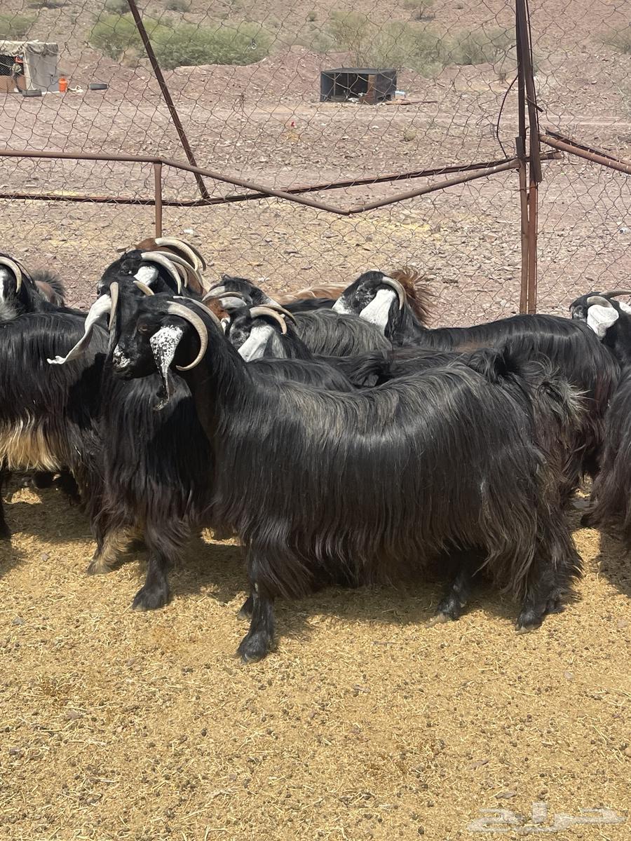 معزا عوارض صنف تم البيع64582597569537114