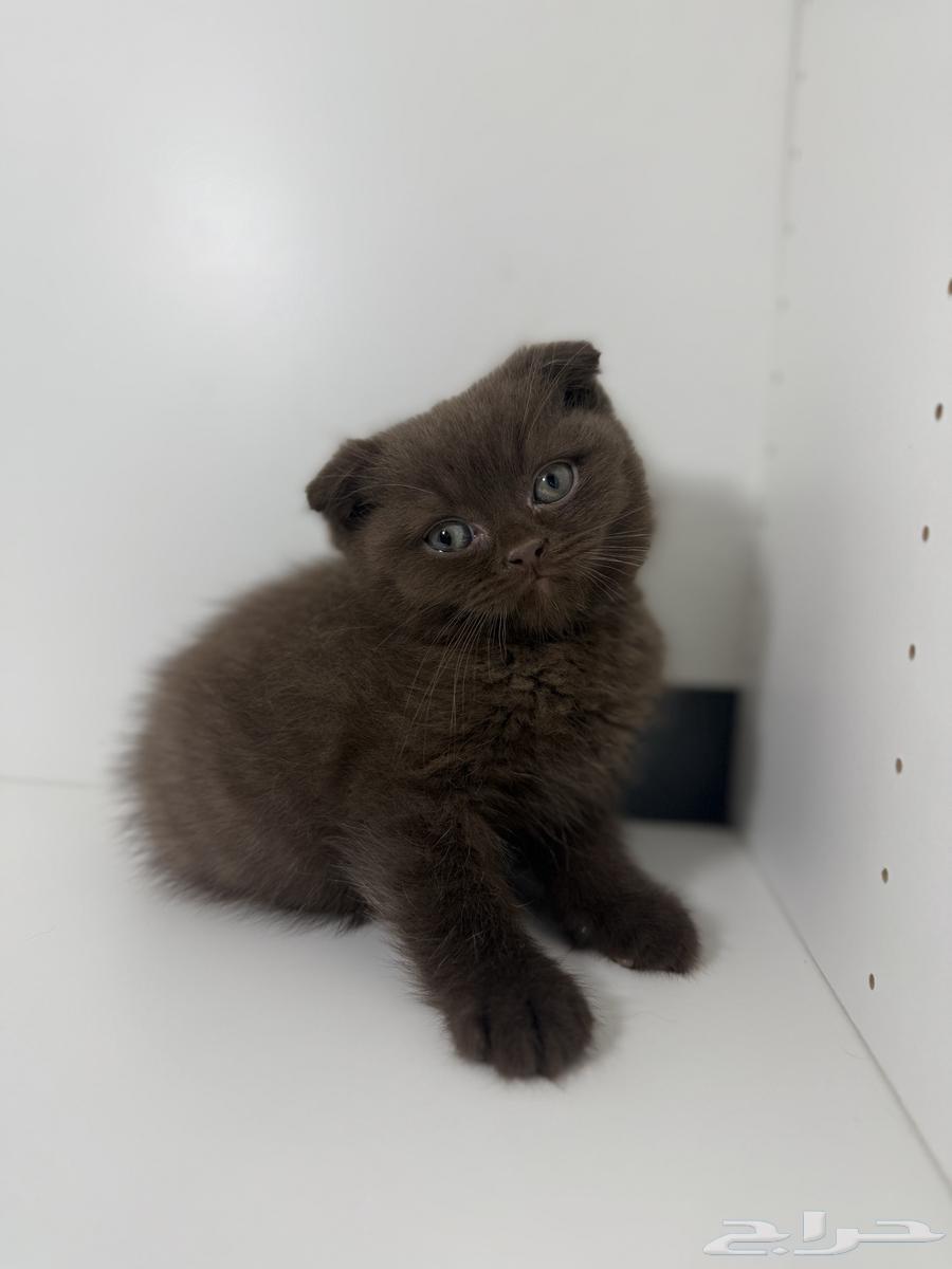 قط ذكر سكوتش فولد شوكلت مسجل64585955483010112