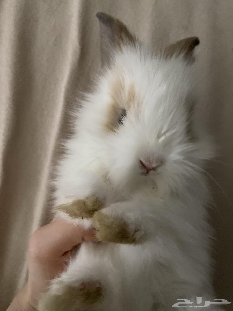 ارنب تيدي بير لوب اليف64547680486785113