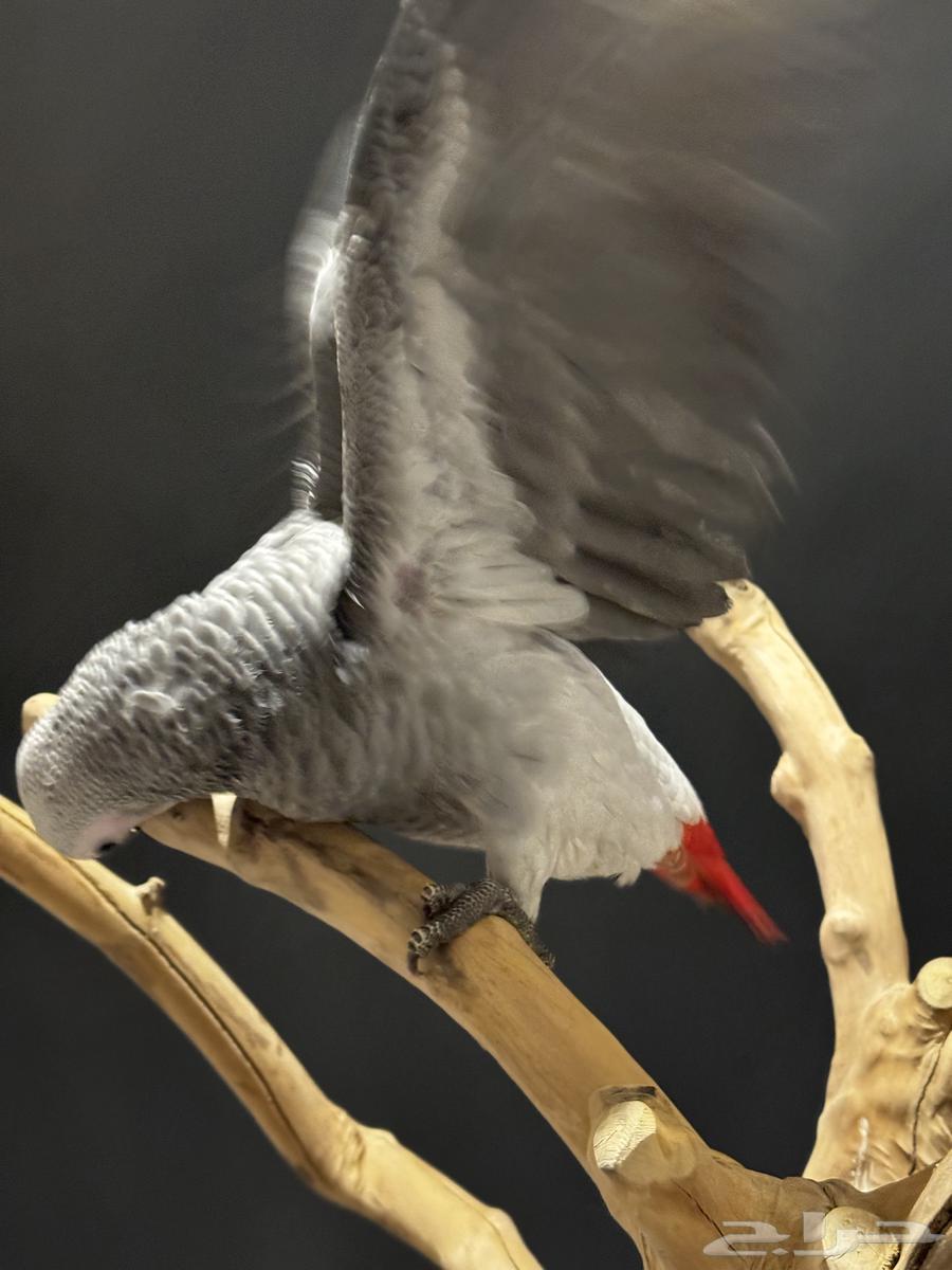 فرخ كاسكو هدد مفطوم وأليف سوبر جمبو64558850499842112