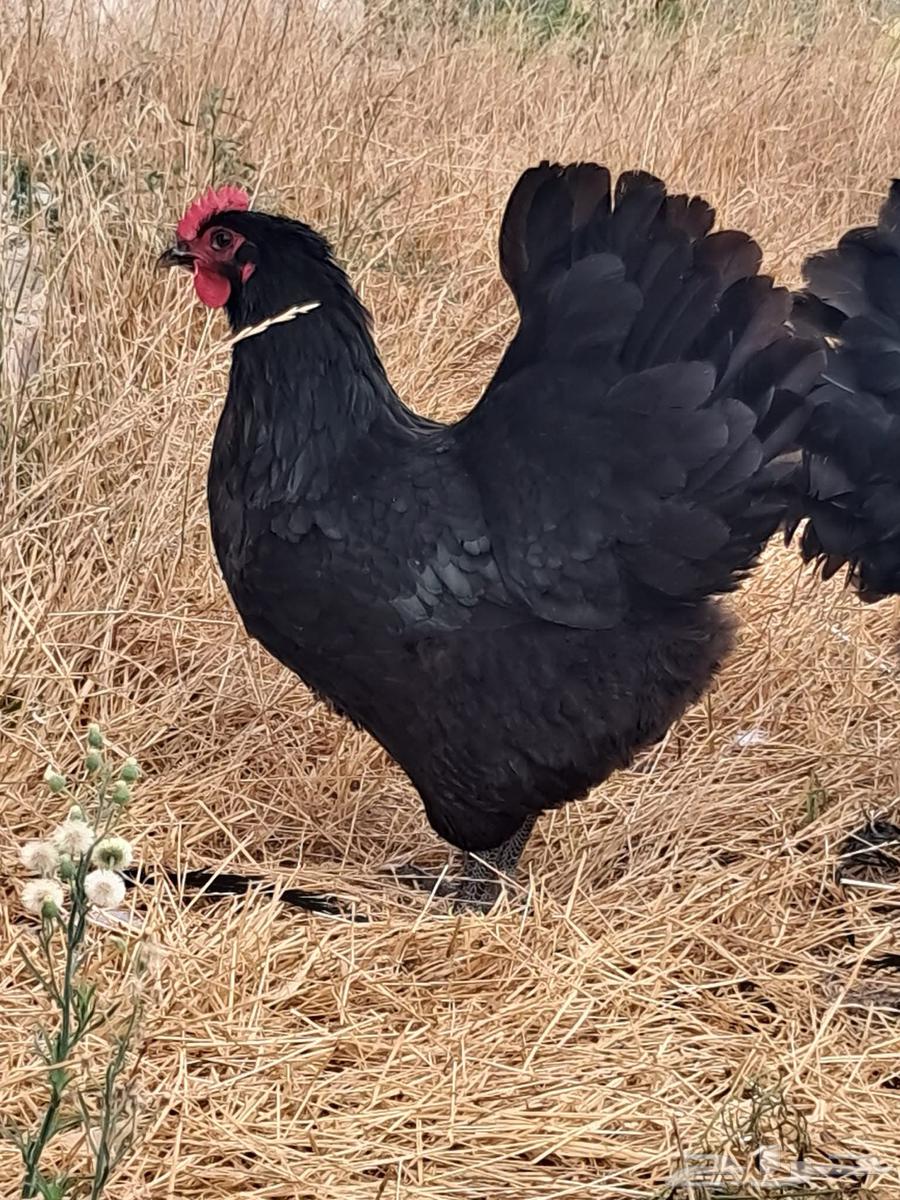 للبيع دجاج استرالوب منتج64587565180802113