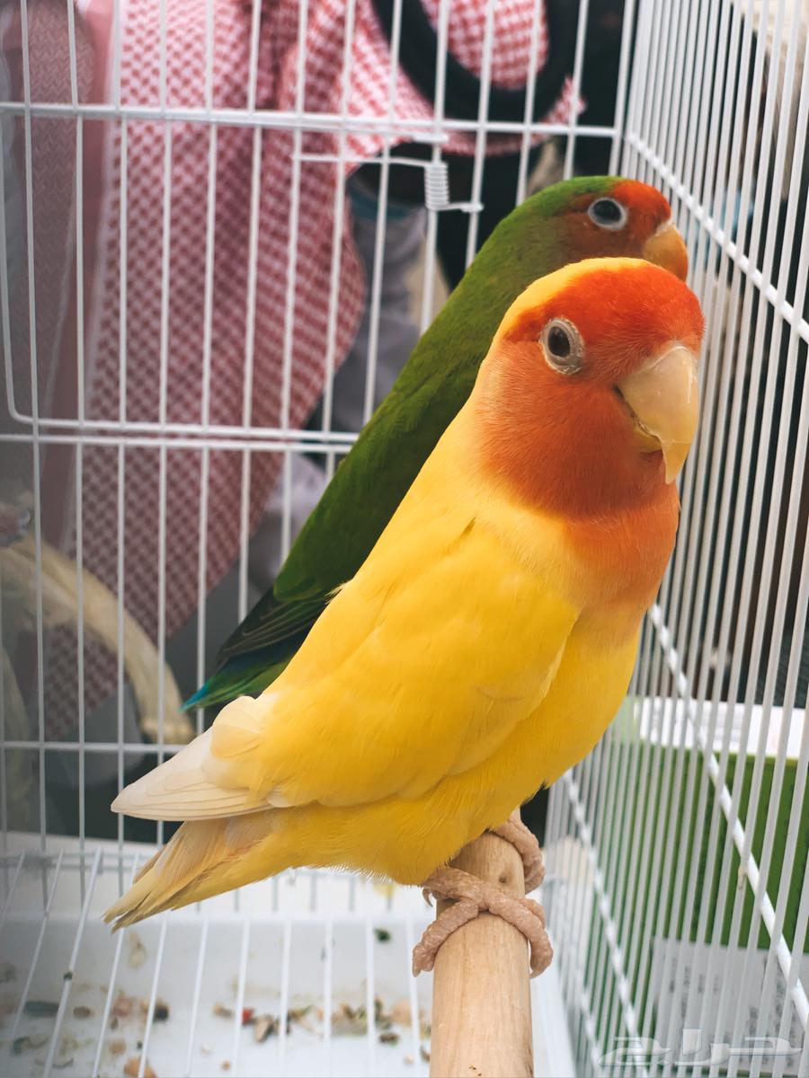 عصافير الحب64582103895555110