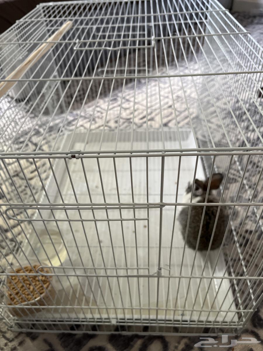 ارنب نادر هولندي64583555394435110