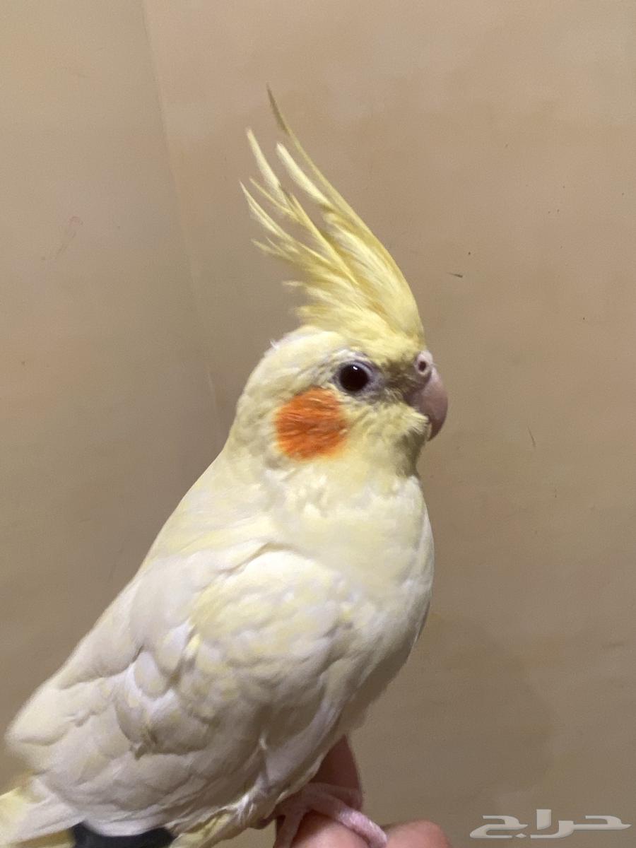 عصفور كروان أنثى أليف64585210628097111