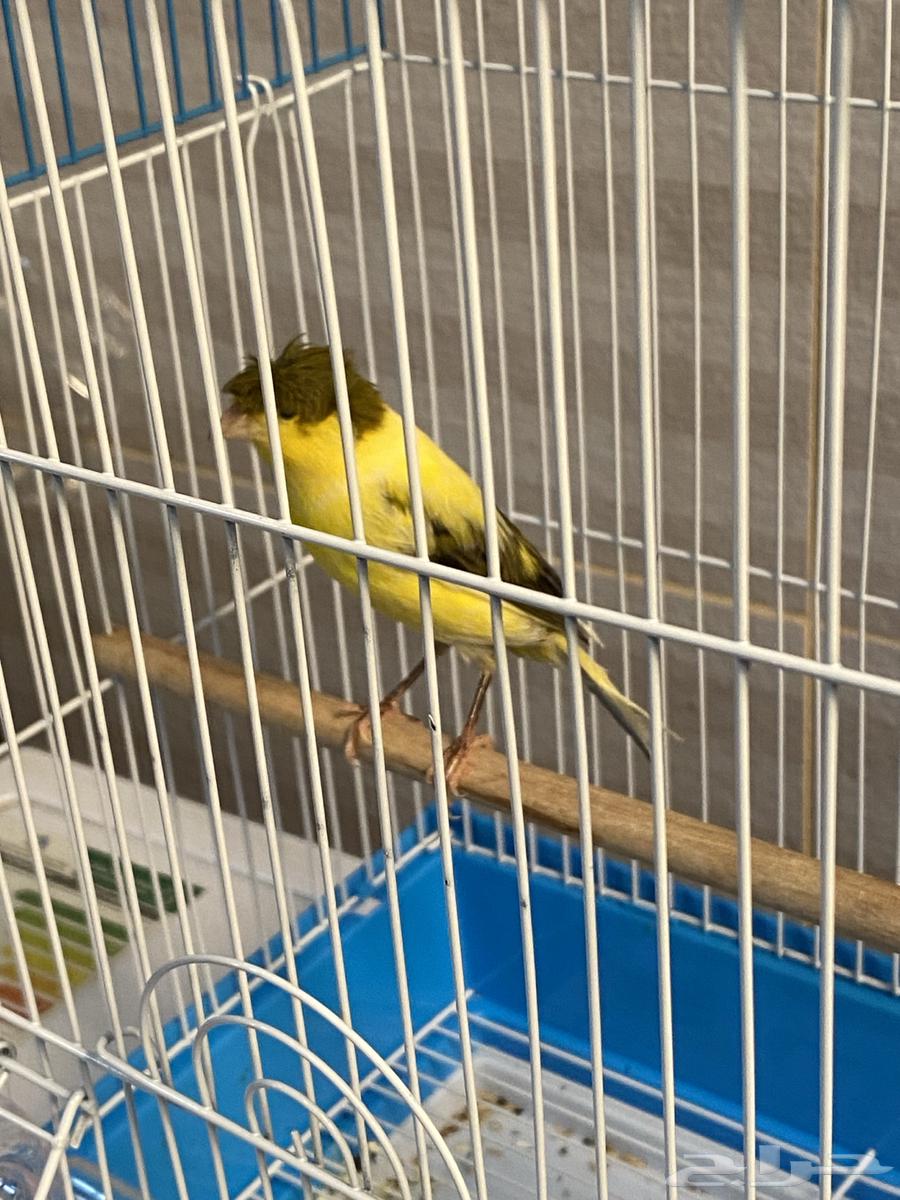 Syrian Canary64584277693697113