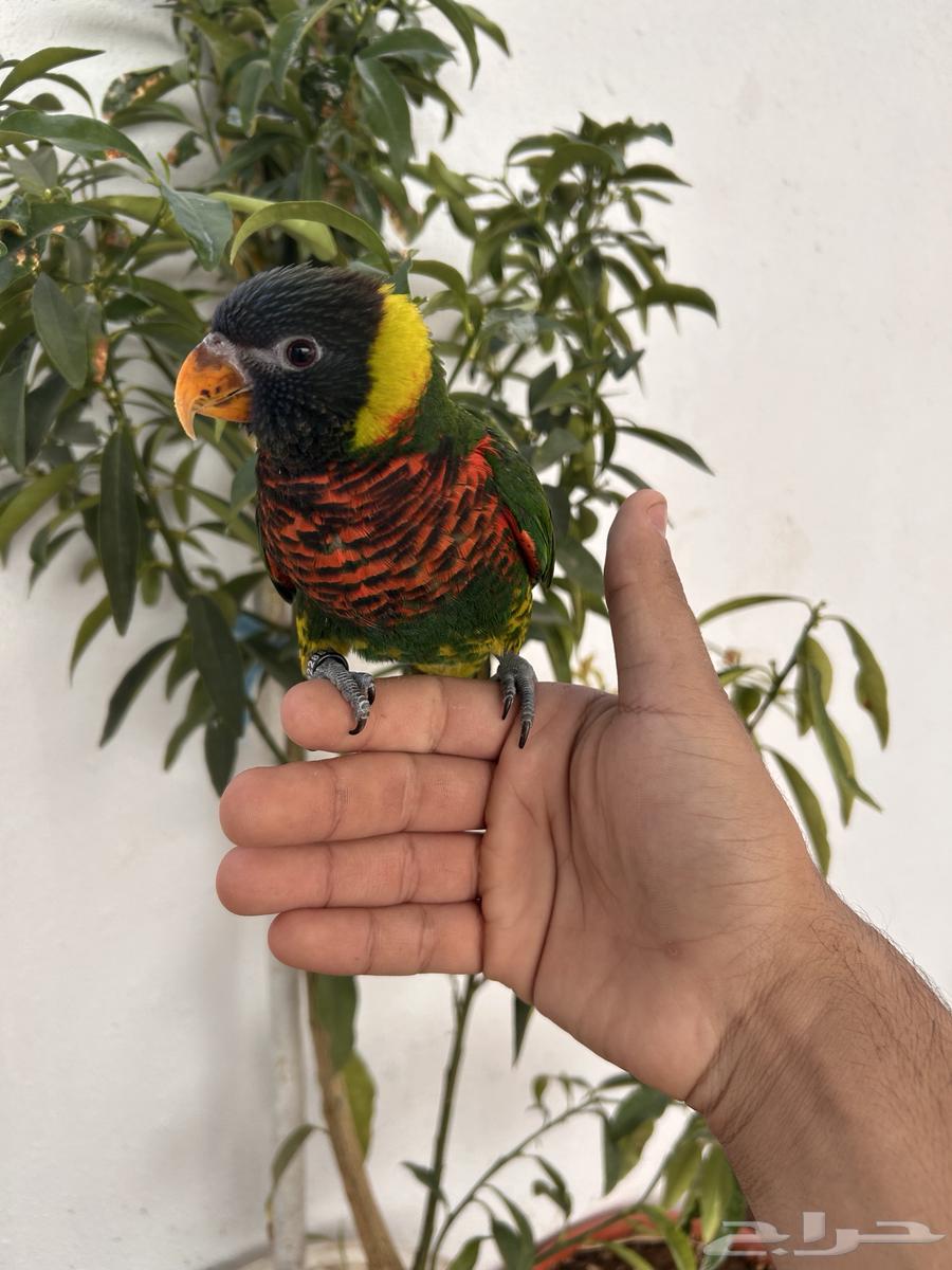 لوري سوانسون اليف و هدد داخلي و خارجي و بدايه كلام64585039206018110