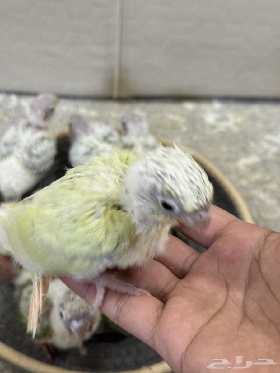 فروخ كنيور تم البيع جميع64584602872578111