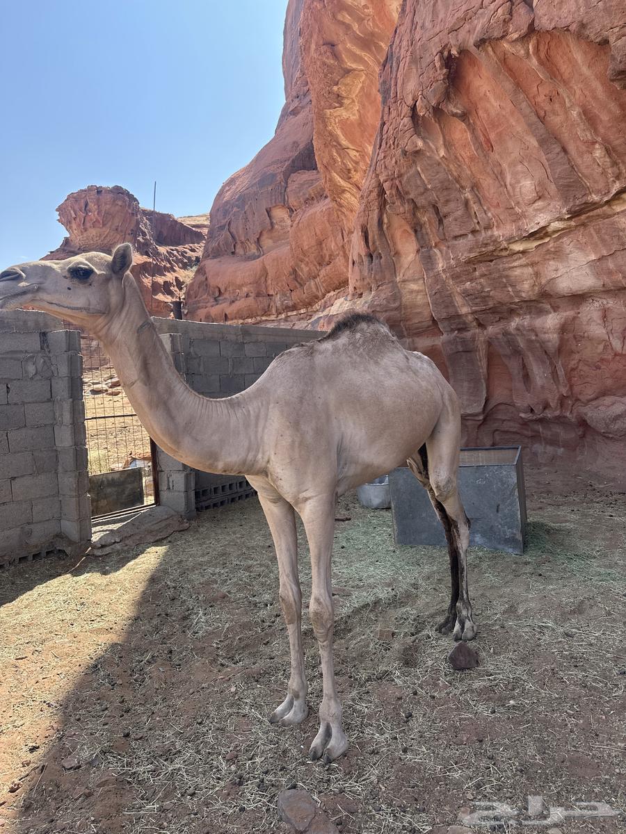 بكرة للبيع64582813157378112