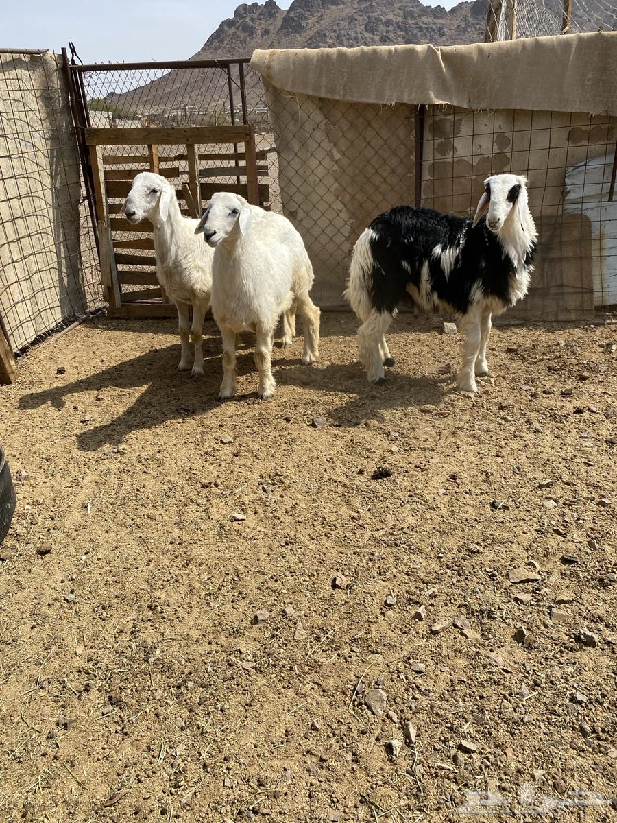 للبيع طليان ذبايح64581938624771111