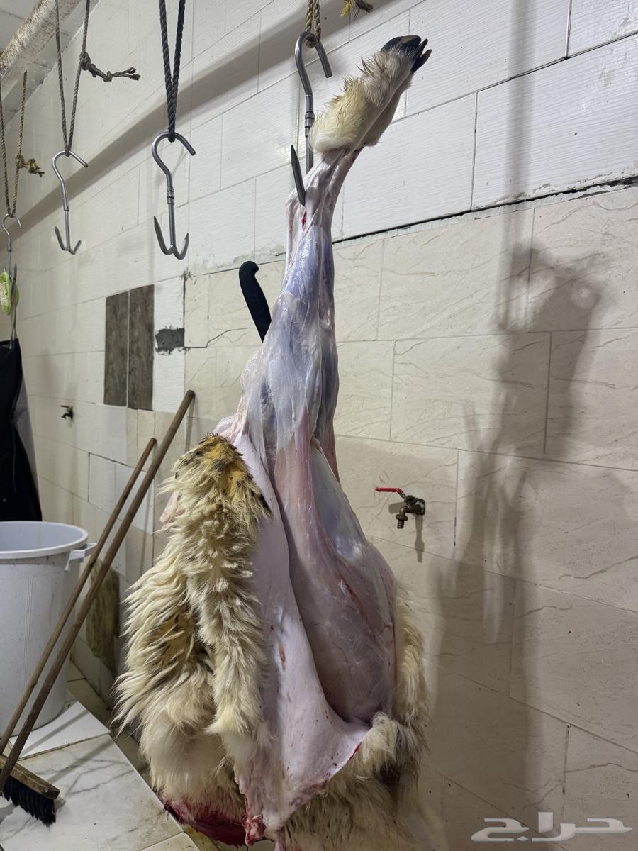 Freedom Slaughter with Slaughtering and Delivery64581196793729112