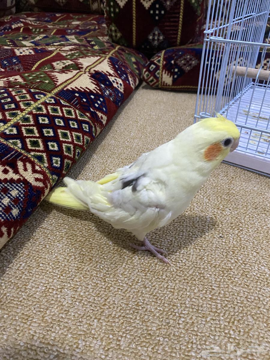 Farakh Karawan64580143867777111