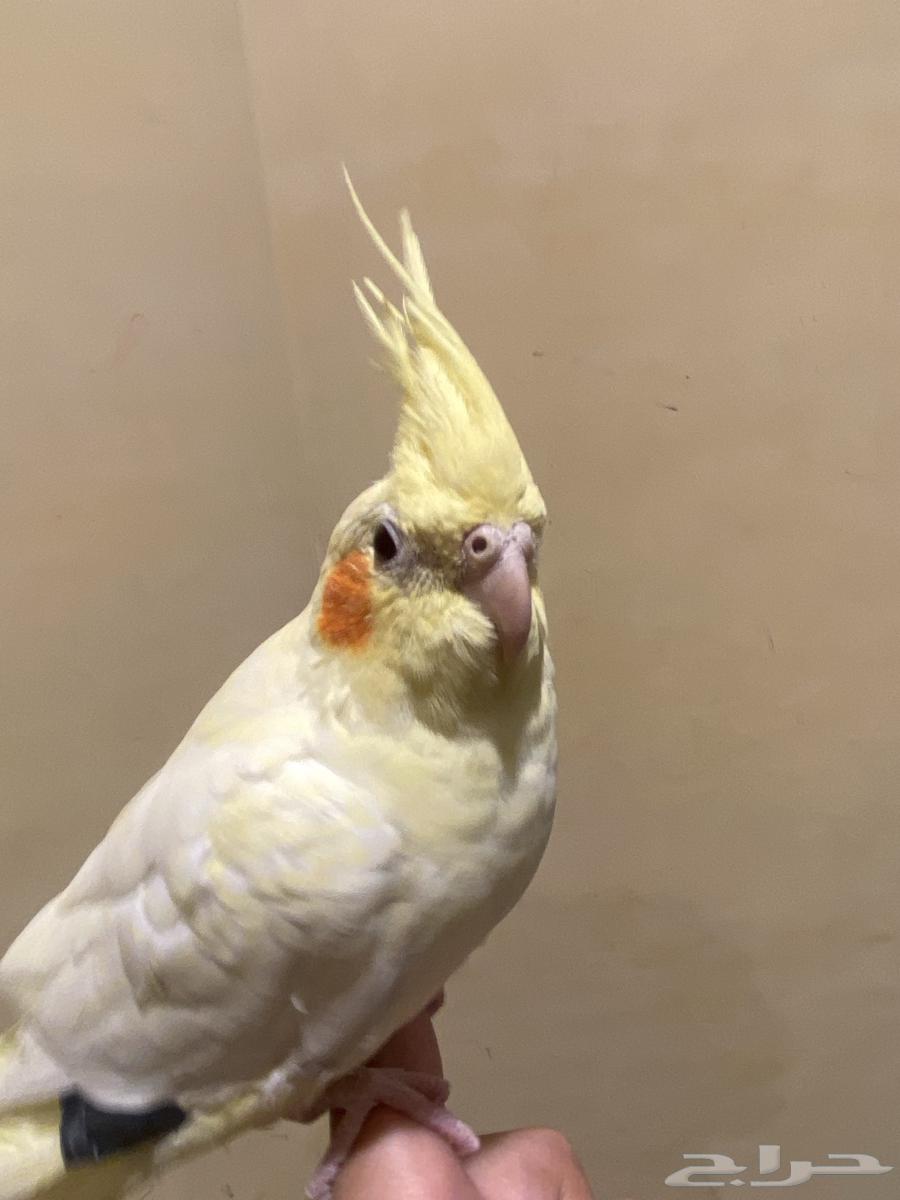 عصفور كروان أنثى أليف64585210628097112