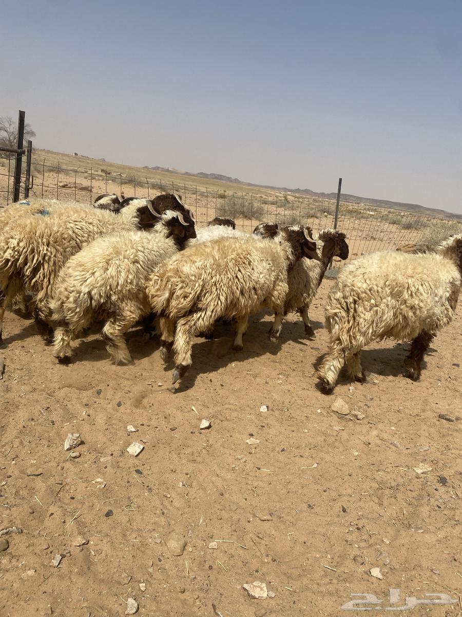 بهم نعيم جذعان جبره64581732414337113