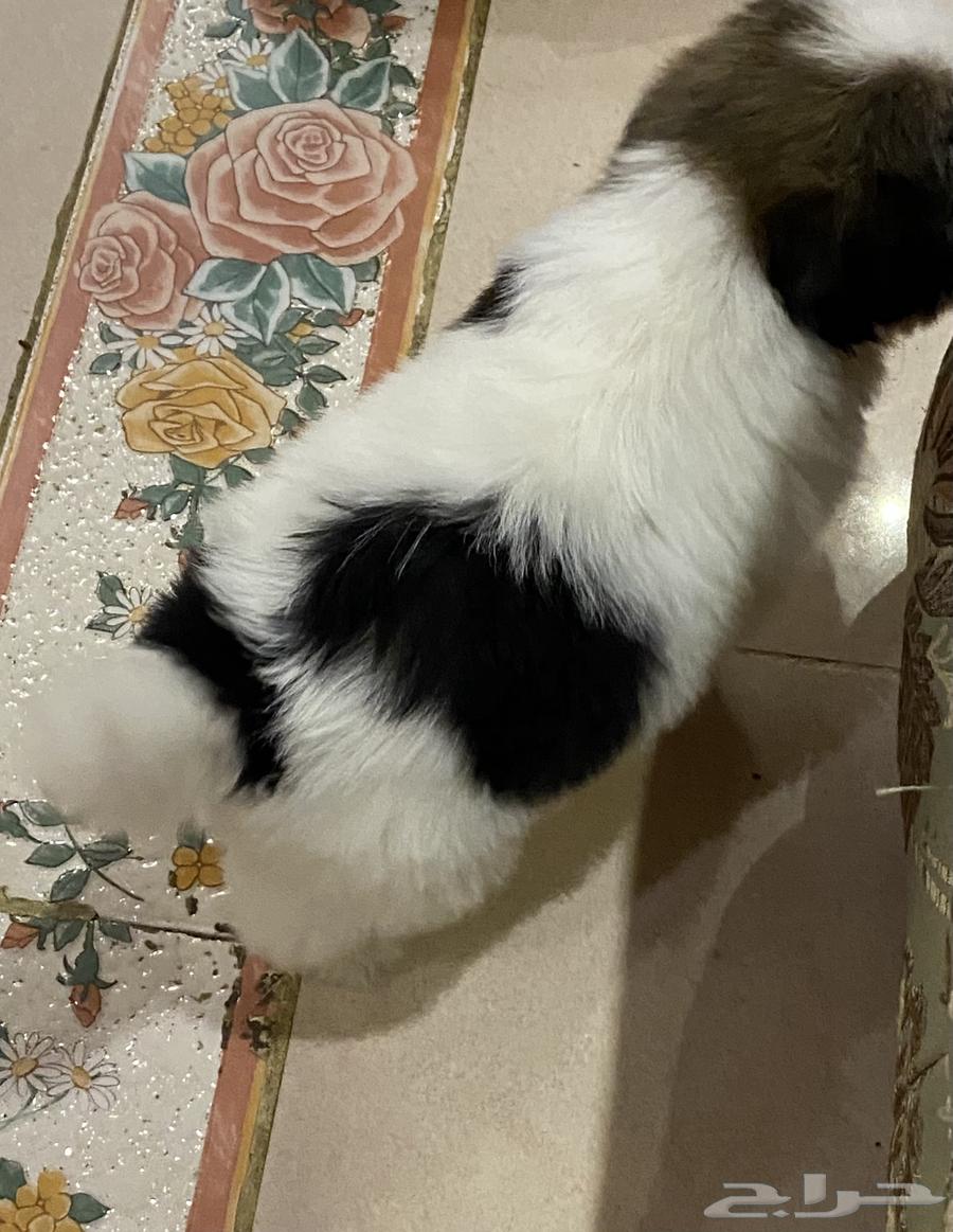 كلاب مالتيز للبيع64584447236994112