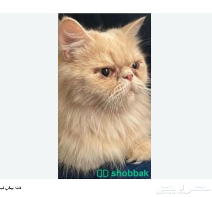 Adopting a cat named Beaky Face64580963196803112