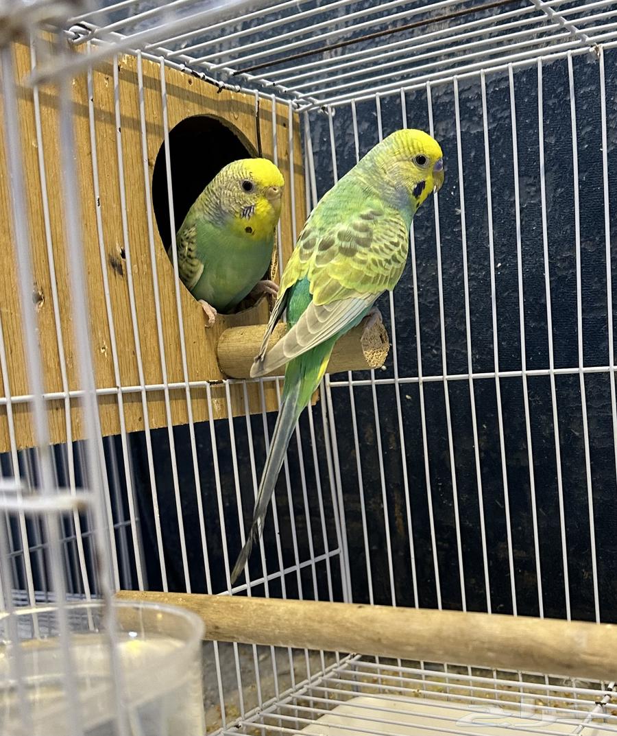 جوز بادجي رينبو64582062484610110