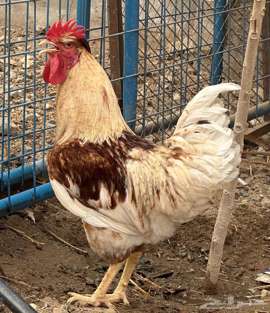 ديوك للبيع براهما -لوهمان - فرنسي64586103070466113