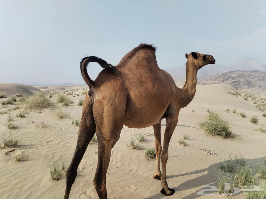 Coastal camel64581552861443110