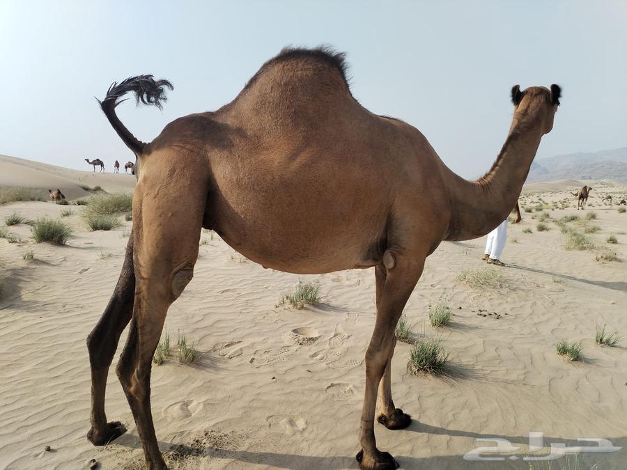 Coastal camel64581552861443111