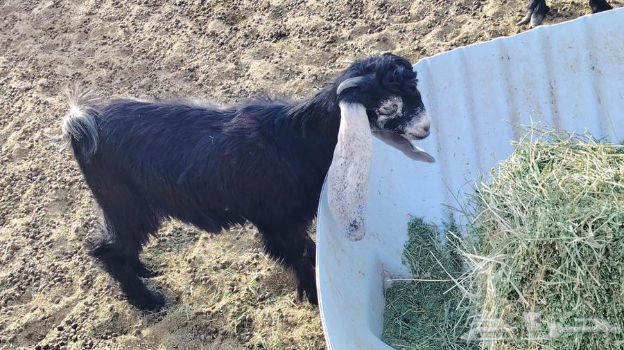 جفره للبيع عمرها فوق اربع شهور64583611786625110