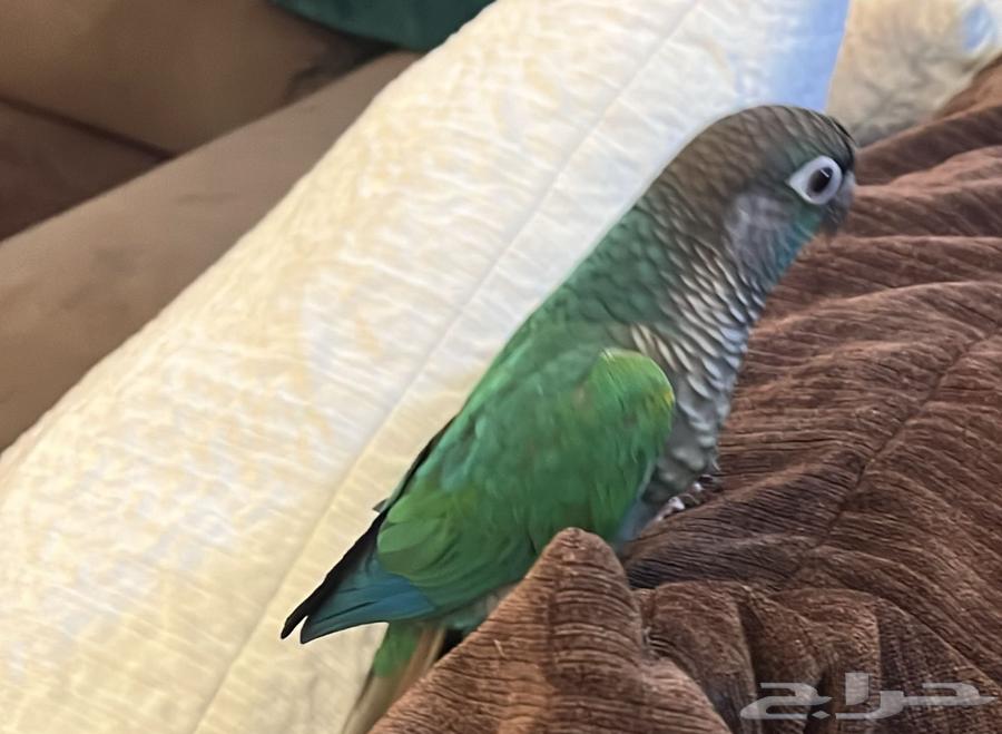 كنيور بلو شيك64583266038017110