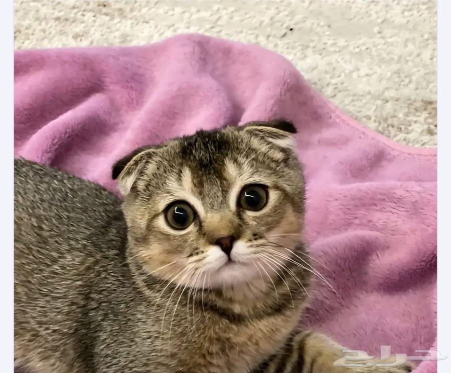 Scottish Fold Cat64579759922817112