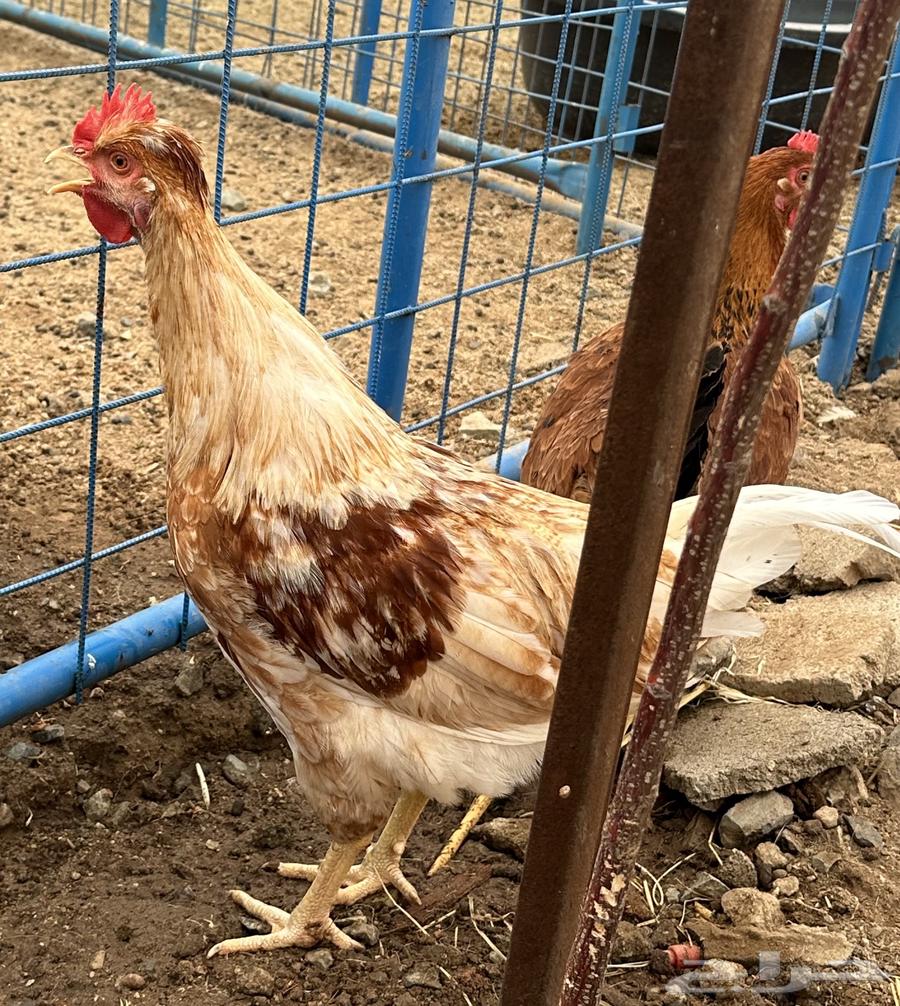 ديوك للبيع براهما -لوهمان - فرنسي64586103070466112