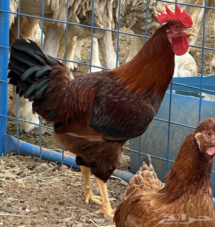 ديوك للبيع براهما -لوهمان - فرنسي64586103070466114