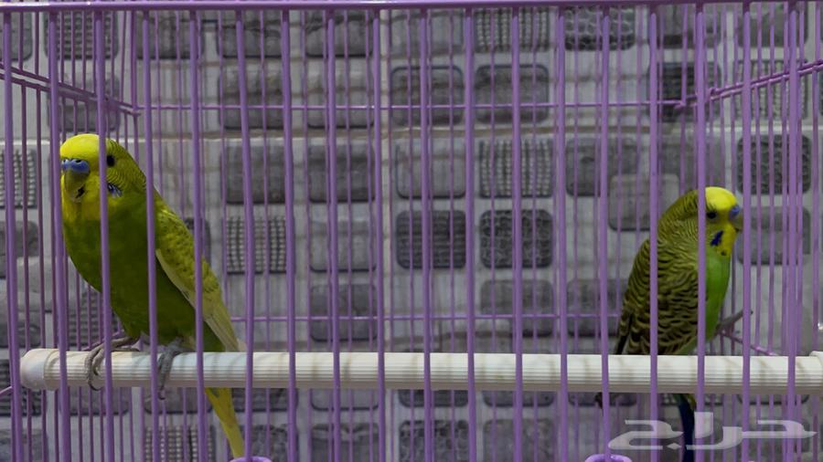 عصافير بداجي سليمه كويسه64582388870531111